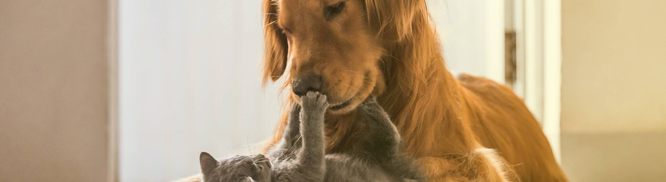 Image of pets playing.